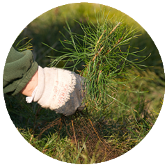 Výsadba a obnova lesa